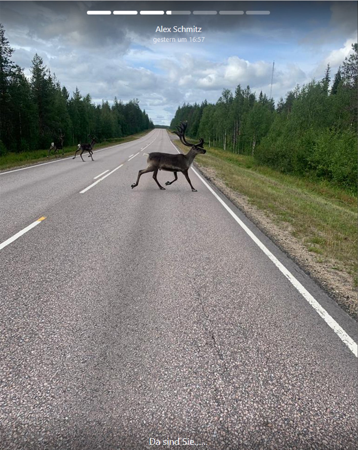 Rentiere auf der Straße in Finnland